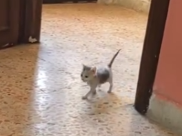 TUTU - The Smallest Runner